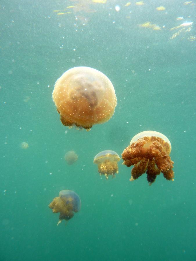 Kadidiri Paradise Batudaka Eksteriør billede